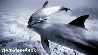 Казан Казиев - дельфинёнок.