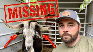 Someone STOLE My GOAT!?