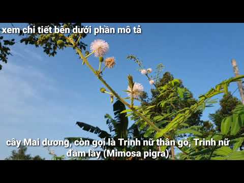 Video: Cây mai dương mọc ở đâu? Mimosa là một loài thực vật. Cây mai dương mọc ở đâu ở Nga?