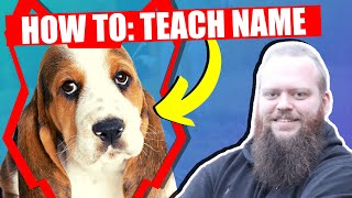 How To Teach Your BASSET HOUND PUPPY Their Name