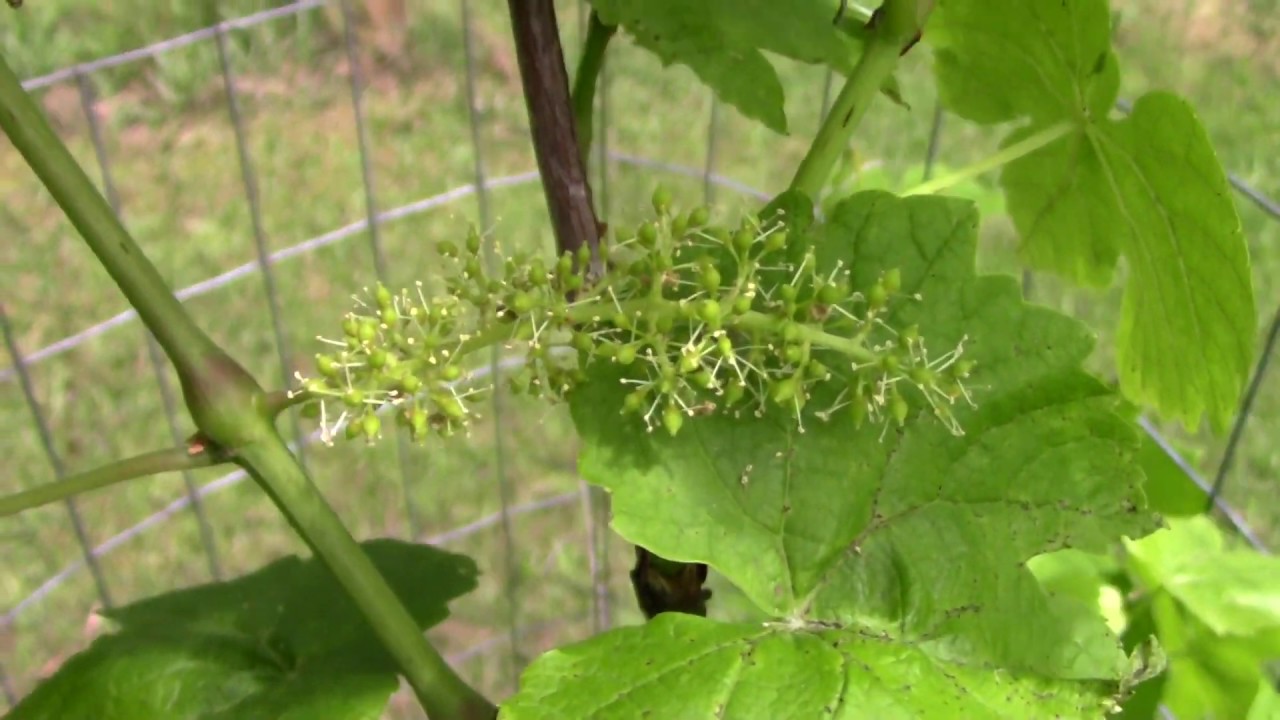 Naturally grown table grapes flowering and small grapes forming eastern NC grown organically