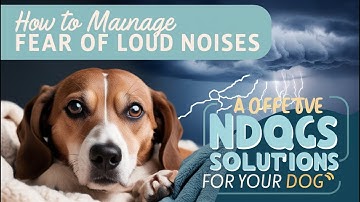 How to Manage a Dog’s Fear of Loud Noises