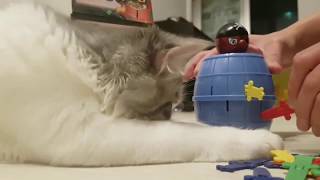 고양이와 해적 룰렛 게임 하기 Pop up pirate game with cat screenshot 5