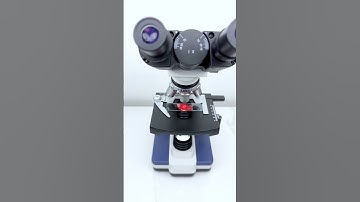 Beef under the Microscope 🔬