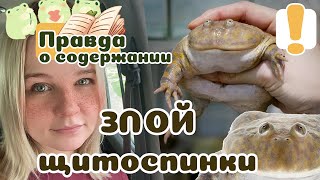 Баджита: содержание и уход. Злая щитоспинка. Мемный монстрик.