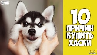 10 Reasons To Buy A Husky - Interesting facts!