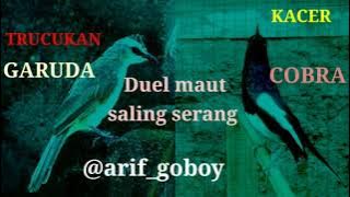 trucukan vs kacer saling ropel/ngerol duel maut!!!