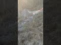 #2024 #fishing #carpfish #fish #сазаннакаждомзабросе #рыбалка #сазаннакаждомзабросе #река #рыбы2022