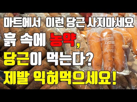 당근의 모든것!! 흙 속에 농약을 다 먹는다? 고르는법, 보관법, 종류, 세척법까지!!