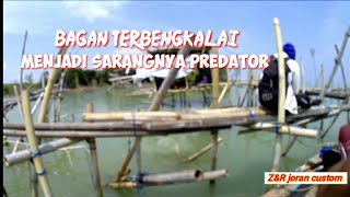 SPOT GILA‼️Bagan terbengkalai menjadi sarangnya ikan predator