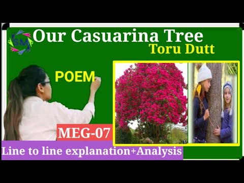 Our Casuarina tree Poem by Toruu Dutt, explanation line by line in Hindi+English,meg-7,ignou,by SM