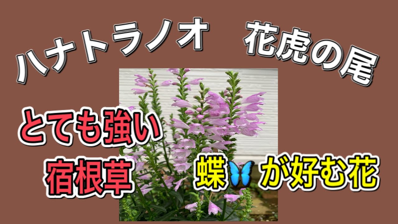 ハナトラノオ植付け オルレア種植付け 宿根草と一年草 種 を植えました 簡単ガーデニング Youtube