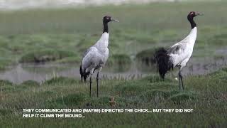 Black necked Crane in Ladakh, INDIA