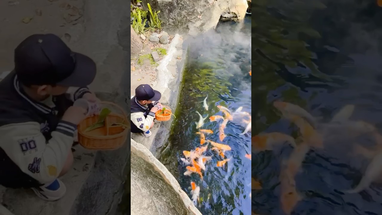 Memberi makan ikan #shorts #shortvideo #short #ikankoi #amanahborneopark