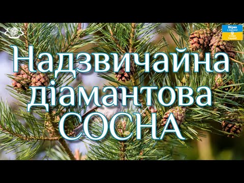 Сосна зцілює: легені, суглоби, допоможе при онкології сечостатевої системи і розсіяному склерозі