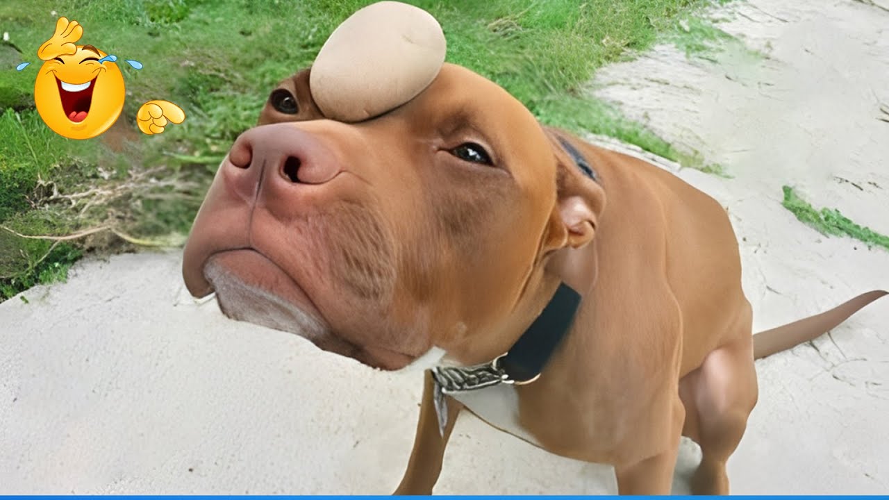 Laugh Out Loud With The Funniet Animal Video 😹🐶 Funniest Cat & Dog Moments Ever Recoded