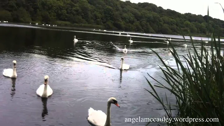Young Swans at the River Quoile Downpatrick // Ang...
