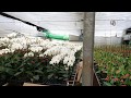 大阪・泉南【胡蝶蘭生産農家ねば~らんど】での様子!