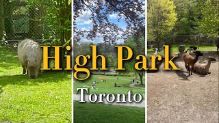 【high park】🇨🇦 Toronto Walk-High Park Walking Tour | Toronto's largest park facility