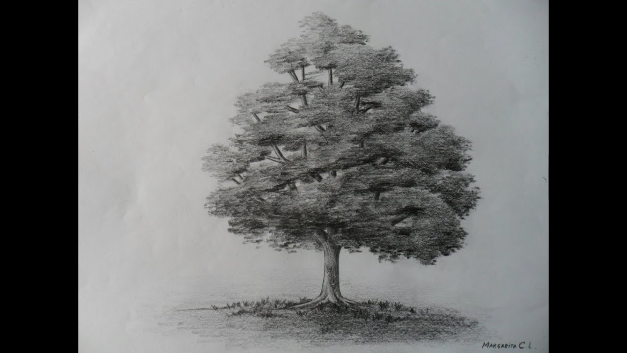 Árbol dibujo a lápiz