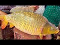 Live big carp fish cutting in bangladesh fish market  fish cutting skills