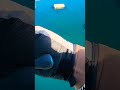 #라이프레져김프로 #쭈꾸미 #거제선외기 #세온피싱 #느믄타비늘에기