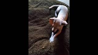 Morning Bonding With Reina