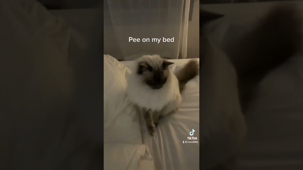 Cat pee on my bed