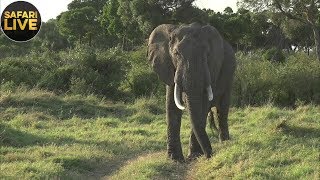 safariLIVE - Sunrise Safari - October 4, 2018