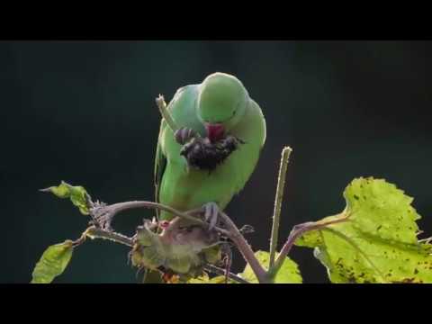 Video: Beneficial Wildlife - Inligting oor Nuttige Diere In 'n Tuin