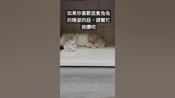 @可愛的小兔兔 兔兔的睡姿 - 天天要聞