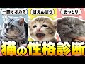 【愛猫の性格はどれ？？】猫の性格診断｜10個の質問に答えるだけ！｜【保護猫】