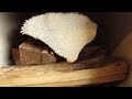 Concept 2 Air Mini Cookstove - Firebox with Wood
