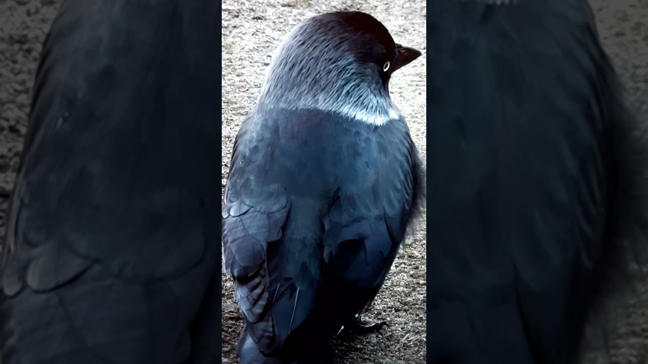 #Shorts Галка - Corvus frugilegus доверчивая птица / галка как выглядит?