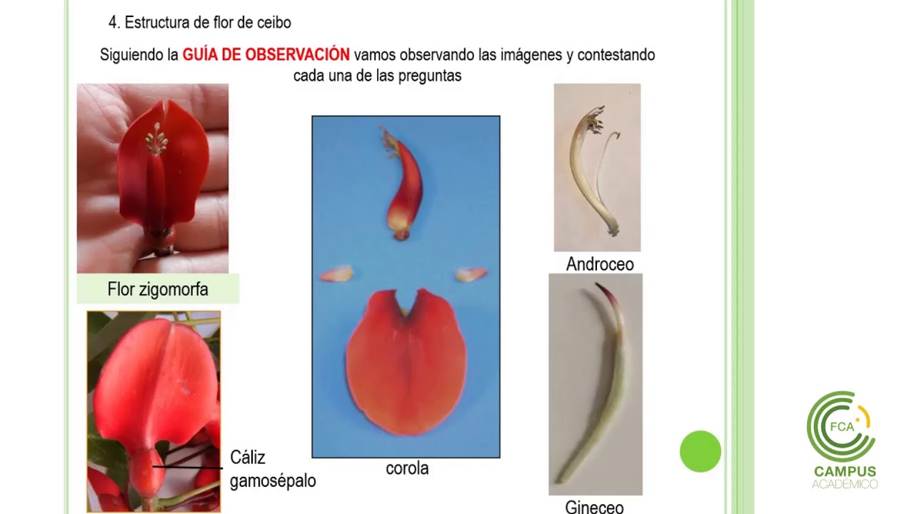 ANEXO FLOR DE CEIBO - YouTube anexo-flor-de-ceibo-youtube