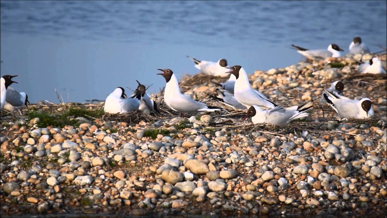 Black Headed Gull Colony - Very Noisy Birds! 