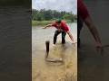 Cobra in Water 😱🐍 #shorts #trending #snake