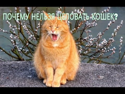 ПОЧЕМУ НЕЛЬЗЯ ЦЕЛОВАТЬ КОШЕК?