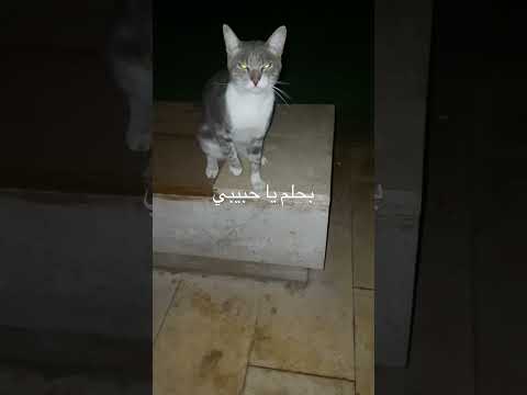 كنت بحلم يكون لسه موجود اكسبلور