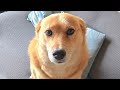 かわいすぎなオイヌ様(雑種犬)