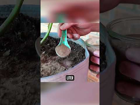 Video: Lepakkoguano-teesekoituksen valmistus – Lepakon lannan kompostointi teetä varten