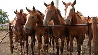 видео: Aрнайы репортаж_Бәйге картинка: Aрнайы репортаж_Бәйге