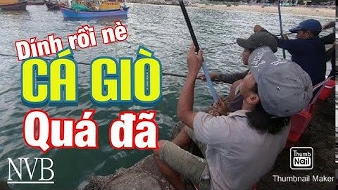 Câu Cá Biển | Câu Cá Giò Cảng Đại Lãnh Cần Thủ Giật Mỏi Cả Tay | Người Vùng Biển