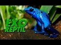 Exo Reptil - Dendrobates Azureus
