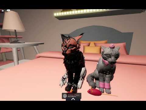 Видео: смаил кот