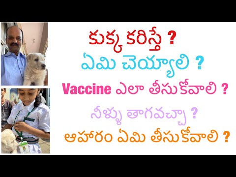 కుక్క కాటు, ప్రథమ చికిత్స/వ్యతిరేక రాబిస్ టీకా/ఆహారం /immunoglobulins/కుక్క కరిస్తే ఏమి చేయాలి ?