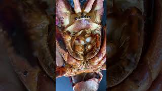 Lobster Are Just Plain Creepy.