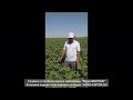 Қараөзек районы «Бердах» АПЖ аймағында жайасқан «Амирбай ата» фермер хожалығы