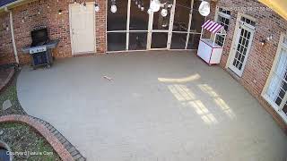 Courtyard Nature Cam