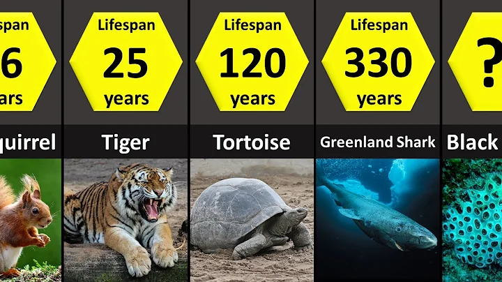 How Long Animals Live: Lifespans of Animals (Lowest to Highest) - DayDayNews